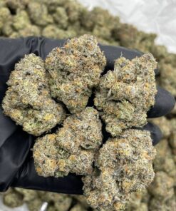 GIRL SCOUT ZOOKIES Cannabis Strain